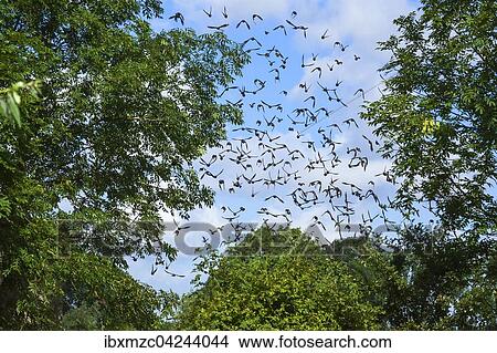 Flock of European starlings (Sturnus vulgaris), flying, between black locust trees (Robinia pseudoacacia), gathering to migrate, Mecklenburg-Western Pomerania, Germany, Europe View Large Photo Image Picture - Flock of European starlings (Sturnus vulgaris), flying, between black locust trees (Robinia pseudoacacia), gathering to migrate, Mecklenburg-Western Pomerania, Germany, Europe. Fotosearch