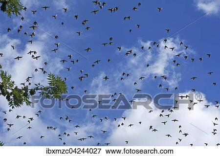 Flock of European starlings (Sturnus vulgaris), flying, gathering to migrate, Mecklenburg-Western Pomerania, Germany, Europe View Large Photo Image Stock Photo - Flock of European starlings (Sturnus vulgaris), flying, gathering to migrate, Mecklenburg-Western Pomerania, Germany, Europe. Fotosearch
