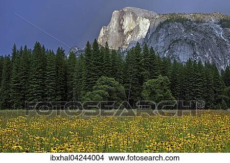 Flower meadow in Yosemite Valley, Half Dome behind, stormy mood, Yosemite National Park, USA, North America View Large Photo Image Picture - Flower meadow in Yosemite Valley, Half Dome behind, stormy mood, Yosemite National Park, USA, North America. Fotosearch