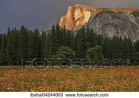 Flower meadow in Yosemite Valley, Half Dome behind illuminated by setting sun, stormy mood, evening light, Yosemite National Park, USA, North America View Large Photo Image Stock Image - Flower meadow in Yosemite Valley, Half Dome behind illuminated by setting sun, stormy mood, evening light, Yosemite National Park, USA, North America. Fotosearch