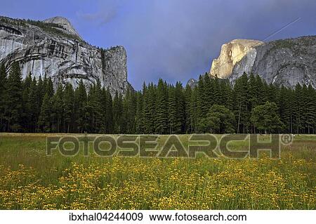 Flower meadow in Yosemite Valley, Half Dome behind, stormy mood, Yosemite National Park, USA, North America View Large Photo Image Stock Photo - Flower meadow in Yosemite Valley, Half Dome behind, stormy mood, Yosemite National Park, USA, North America. Fotosearch