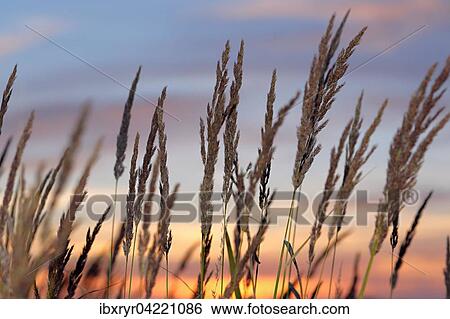 Stock Photograph - Flowering grasses at sunset, Western Pomerania Lagoon Area National Park, Mecklenburg-Western Pomerania, Germany, Europe. Fotosearch