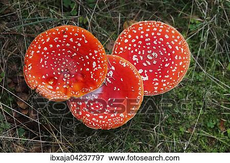 Fly agaric or fly amanita (Amanita muscaria) toadstools on forest floor, Saxony, Germany, Europe View Large Photo Image Stock Photo - Fly agaric or fly amanita (Amanita muscaria) toadstools on forest floor, Saxony, Germany, Europe. Fotosearch
