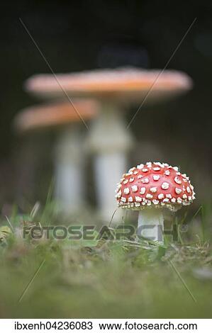 Fly agarics (Amanita muscaria), Emsland, Lower Saxony, Germany, Europe View Large Photo Image Stock Image - Fly agarics (Amanita muscaria), Emsland, Lower Saxony, Germany, Europe. Fotosearch