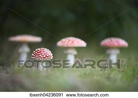 Stock Image - Fly agarics (Amanita muscaria), Emsland, Lower Saxony, Germany, Europe. Fotosearch