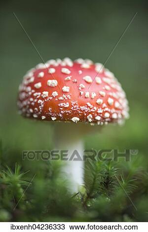 Fly agarics (Amanita muscaria), Emsland, Lower Saxony, Germany, Europe View Large Photo Image Stock Image - Fly agarics (Amanita muscaria), Emsland, Lower Saxony, Germany, Europe. Fotosearch