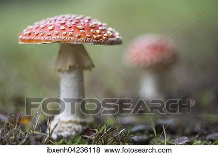 Stock Photo - Fly agarics (Amanita muscaria), Emsland, Lower Saxony, Germany, Europe. Fotosearch