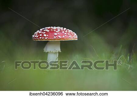 Fly agarics (Amanita muscaria), Emsland, Lower Saxony, Germany, Europe View Large Photo Image Stock Photograph - Fly agarics (Amanita muscaria), Emsland, Lower Saxony, Germany, Europe. Fotosearch