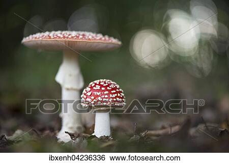 Fly agarics (Amanita muscaria), Emsland, Lower Saxony, Germany, Europe View Large Photo Image Stock Photograph - Fly agarics (Amanita muscaria), Emsland, Lower Saxony, Germany, Europe. Fotosearch