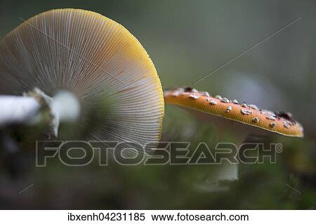 Fly agarics (Amanita muscaria), Emsland, Lower Saxony, Germany, Europe View Large Photo Image Stock Photography - Fly agarics (Amanita muscaria), Emsland, Lower Saxony, Germany, Europe. Fotosearch