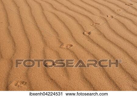 Footprints in the sand, Kalahari Desert, Namibia, Africa View Large Photo Image Stock Image - Footprints in the sand, Kalahari Desert, Namibia, Africa. Fotosearch