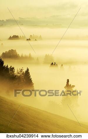 Forest covered in fog, Rothenthurm, Canton of Schwyz, Switzerland, Europe View Large Photo Image Picture - Forest covered in fog, Rothenthurm, Canton of Schwyz, Switzerland, Europe. Fotosearch