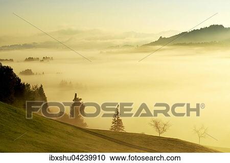 Stock Image - Forest covered in fog, Rothenthurm, Canton of Schwyz, Switzerland, Europe. Fotosearch