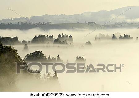 Forest covered in fog, Rothenthurm, Canton of Schwyz, Switzerland, Europe View Large Photo Image Stock Photo - Forest covered in fog, Rothenthurm, Canton of Schwyz, Switzerland, Europe. Fotosearch