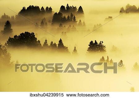 Forest covered in fog, Rothenthurm, Canton of Schwyz, Switzerland, Europe View Large Photo Image Stock Photography - Forest covered in fog, Rothenthurm, Canton of Schwyz, Switzerland, Europe. Fotosearch
