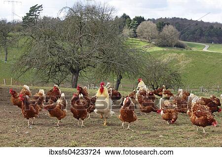 Free-range chickens with outlet in meadow, Hesse, Germany, Europe View Large Photo Image Picture - Free-range chickens with outlet in meadow, Hesse, Germany, Europe. Fotosearch