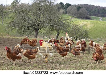 Free-range chickens with outlet in meadow, Hesse, Germany, Europe View Large Photo Image Stock Image - Free-range chickens with outlet in meadow, Hesse, Germany, Europe. Fotosearch