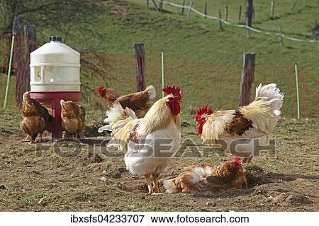 Stock Photo - Free-range chickens with outlet in meadow, Hesse, Germany, Europe. Fotosearch