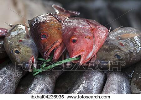 Freshly caught fish for sale at fish market, Sir Selwyn Selwyn-Clarke Market, Victoria, Mahe Island, Seychelles, Africa View Large Photo Image Stock Photography - Freshly caught fish for sale at fish market, Sir Selwyn Selwyn-Clarke Market, Victoria, Mahe Island, Seychelles, Africa. Fotosearch