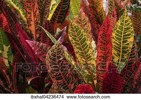 Garden croton or variegated croton (Codiaeum variegatum), La Digue Island, Seychelles, Africa View Large Photo Image Picture - Garden croton or variegated croton (Codiaeum variegatum), La Digue Island, Seychelles, Africa. Fotosearch