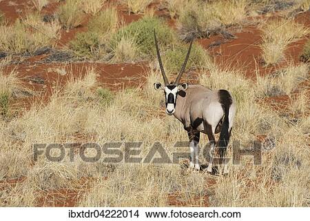 Gemsbok or gemsbuck (Oryx gazella) on grassy dune, edge of Namib Desert, NamibRand Nature Reserve, Namibia, Africa View Large Photo Image Picture - Gemsbok or gemsbuck (Oryx gazella) on grassy dune, edge of Namib Desert, NamibRand Nature Reserve, Namibia, Africa. Fotosearch