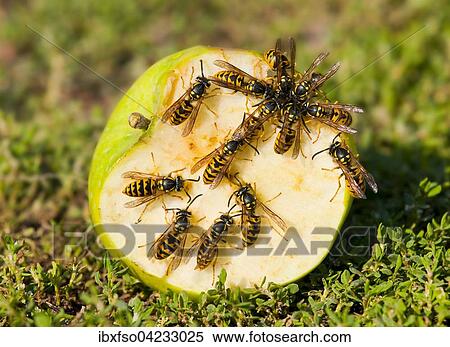 German wasps (Vespula germanica), on a sliced-open apple, Germany, Europe View Large Photo Image Stock Photography - German wasps (Vespula germanica), on a sliced-open apple, Germany, Europe. Fotosearch