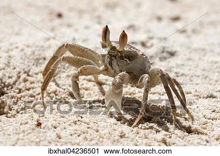 Stock Image - Ghost crab (Ocypode sp. ), in the sand, Praslin Island, Seychelles, Africa. Fotosearch