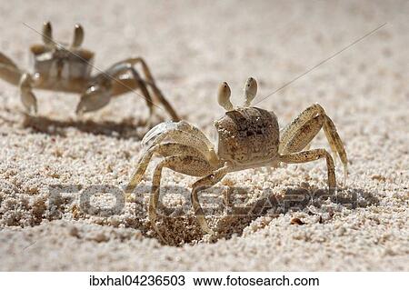 Ghost crab (Ocypode sp. ), in the sand, Praslin Island, Seychelles, Africa View Large Photo Image Stock Image - Ghost crab (Ocypode sp. ), in the sand, Praslin Island, Seychelles, Africa. Fotosearch