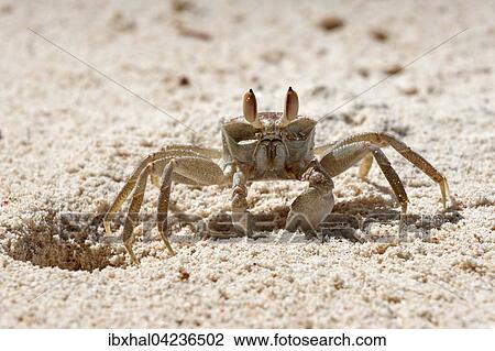 Stock Image - Ghost crab (Ocypode sp. ), sitting next to its burrow in the sand, Praslin Island, Seychelles, Africa. Fotosearch