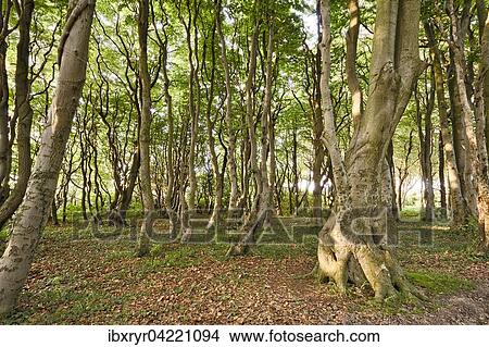 Picture - Ghost forest, Borgerende, Nienhagen, Mecklenburg-Western Pomerania, Germany, Europe. Fotosearch