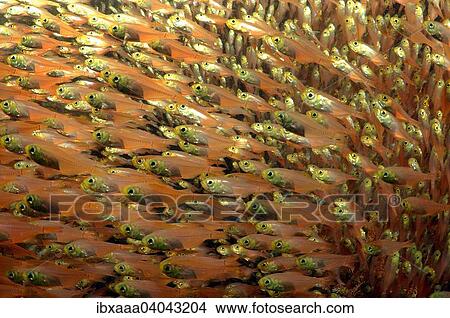 Picture - Giannis D. shipwreck, Red Sea, Sharm El Sheikh, Egypt, Africa. Fotosearch