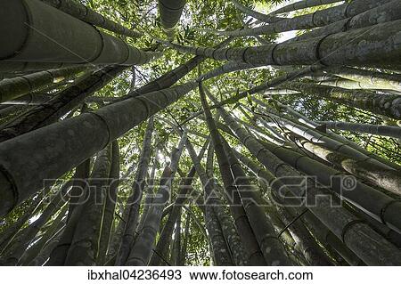 Stock Image - Giant Bamboo or Dragon Bamboo (Dendrocalamus giganteus), Le Jardin du Roi, Mahe Island, Seychelles, Africa. Fotosearch