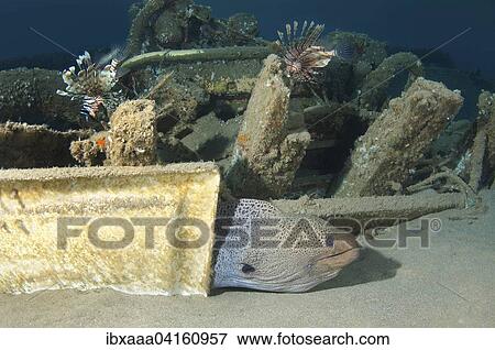 Giant Moray (Gymnothorax javanicus) under old shipwrecked fishing boat on sandy seabed, Red Sea, Marsa Alam, Egypt, Africa View Large Photo Image Stock Photo - Giant Moray (Gymnothorax javanicus) under old shipwrecked fishing boat on sandy seabed, Red Sea, Marsa Alam, Egypt, Africa. Fotosearch