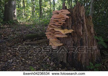 Picture - Giant polypore or black-staining polypore (Meripilus giganteus), Drenthe Province, The Netherlands, Europe. Fotosearch