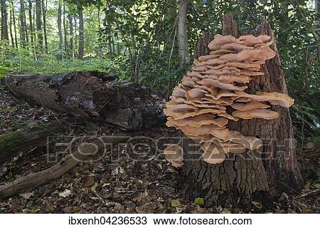Stock Image - Giant polypore or black-staining polypore (Meripilus giganteus), Drenthe Province, The Netherlands, Europe. Fotosearch