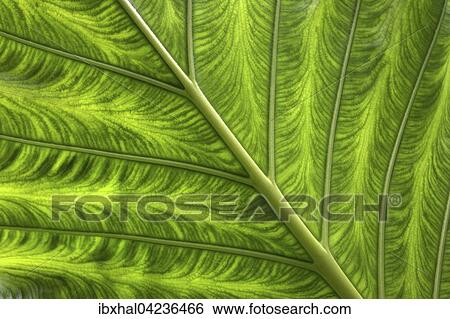 Stock Photograph - Giant Taro or Elephant Ear Taro (Alosasia macrorrhizos) leaf, detail, La Digue Island, Seychelles, Africa. Fotosearch