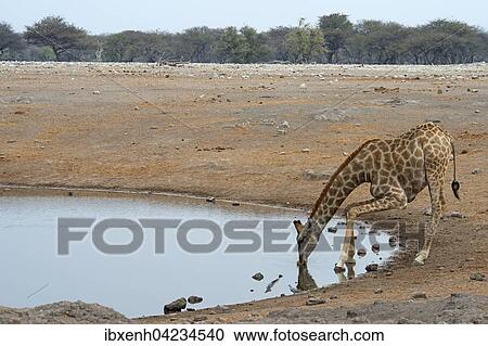 Giraffe (Giraffa camelopardalis) drinking at a waterhole, Etosha National Park, Namibia, Africa View Large Photo Image Stock Image - Giraffe (Giraffa camelopardalis) drinking at a waterhole, Etosha National Park, Namibia, Africa. Fotosearch