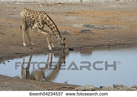 Giraffe (Giraffa camelopardalis) drinking at a waterhole, Etosha National Park, Namibia, Africa View Large Photo Image Stock Photo - Giraffe (Giraffa camelopardalis) drinking at a waterhole, Etosha National Park, Namibia, Africa. Fotosearch