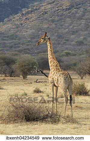 Giraffe (Giraffa camelopardalis), Okapuka Ranch, District Windhoek, Namibia, Africa View Large Photo Image Stock Photo - Giraffe (Giraffa camelopardalis), Okapuka Ranch, District Windhoek, Namibia, Africa. Fotosearch