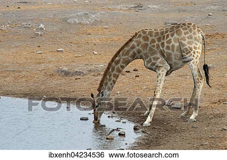 Giraffe (Giraffa camelopardalis) drinking at a waterhole, Etosha National Park, Namibia, Africa View Large Photo Image Stock Photograph - Giraffe (Giraffa camelopardalis) drinking at a waterhole, Etosha National Park, Namibia, Africa. Fotosearch