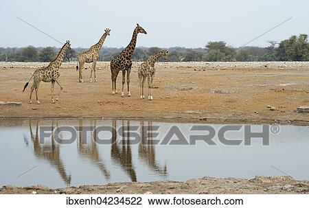 Giraffes (Giraffa camelopardalis) at a waterhole, Etosha National Park, Namibia, Africa View Large Photo Image Stock Image - Giraffes (Giraffa camelopardalis) at a waterhole, Etosha National Park, Namibia, Africa. Fotosearch