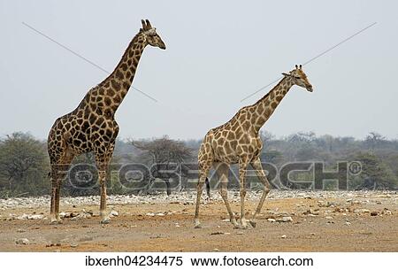 Giraffes (Giraffa camelopardalis), Etosha National Park, Namibia, Africa View Large Photo Image Stock Photography - Giraffes (Giraffa camelopardalis), Etosha National Park, Namibia, Africa. Fotosearch