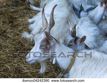 Stock Image - Girgentana goats (Capra), captive, Mecklenburg-Western Pomerania, Germany, Europe. Fotosearch