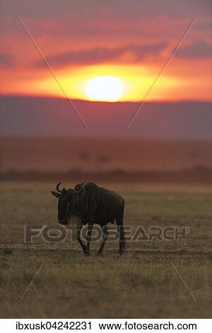 Stock Image - Gnu or Wildebeest (Connochaetes taurinus) walking on grassland, sunset, Maasai Mara National Reserve, Narok County, Kenya, Africa. Fotosearch