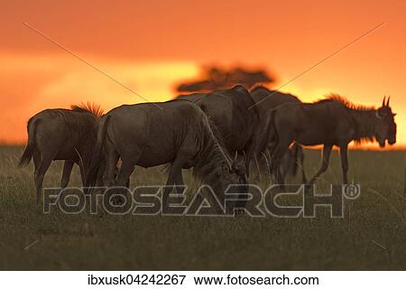 Gnus or Wildebeests (Connochaetes taurinus) at sunset, Maasai Mara National Reserve, Narok County, Kenya, Africa View Large Photo Image Stock Photo - Gnus or Wildebeests (Connochaetes taurinus) at sunset, Maasai Mara National Reserve, Narok County, Kenya, Africa. Fotosearch