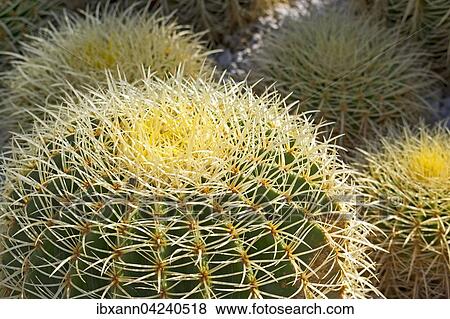 Golden barrel cactus, also golden ball or mother-in-law's cushion (Echinocactus grusonii) View Large Photo Image Stock Photo - Golden barrel cactus, also golden ball or mother-in-law's cushion (Echinocactus grusonii). Fotosearch
