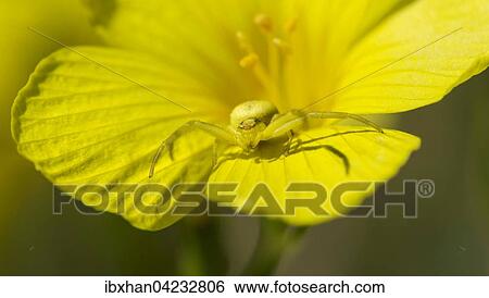 Stock Photograph - Goldenrod crab spider or flower spider (Misumena vatia) female on rock rose (Helianthemum sp. ), Lower Austria, Austria, Europe. Fotosearch