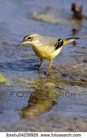 Stock Photograph - Gray wagtail (Motacilla cinerea), standing in water, Canton of Neuchatel, Switzerland, Europe. Fotosearch