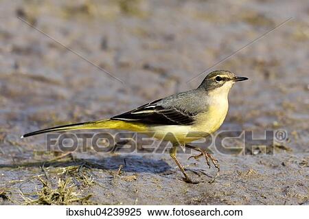 Stock Photography - Gray wagtail (Motacilla cinerea), Canton of Neuchatel, Switzerland, Europe. Fotosearch