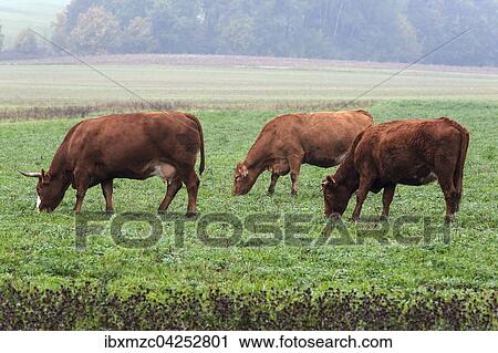 Grazing Salers cattle, clover meadow, fog, Middle Franconia, Bavaria, Germany, Europe View Large Photo Image Stock Image - Grazing Salers cattle, clover meadow, fog, Middle Franconia, Bavaria, Germany, Europe. Fotosearch